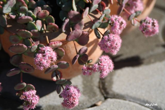 sedum sieboldi